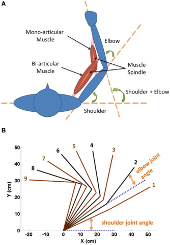 A Geometric definition of shoulder and elbow angles The range of shoulder flexion is