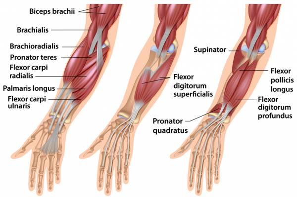 ArmMuscle